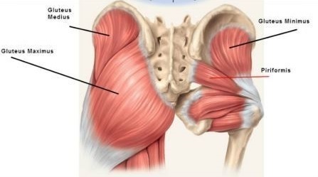 Glutes detailed structure