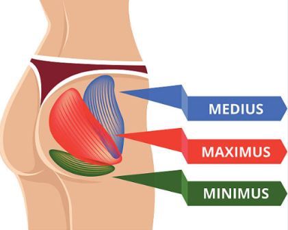 Glutes Structure