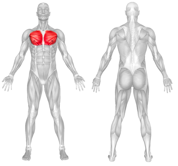 Chest Anatomy