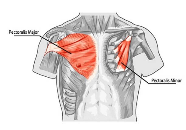 Chest muscle Structure
