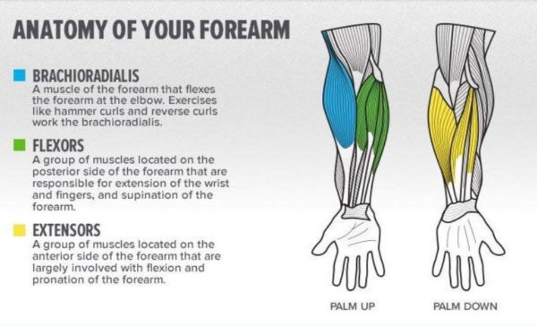 Forearms Structure