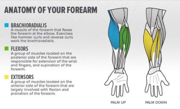 forearm exercises at home