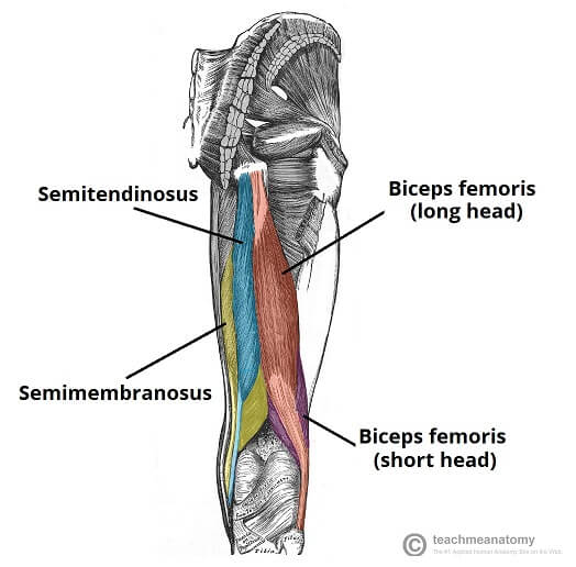 Hamstring anatomy Muscles