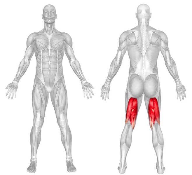 Hamstring Anatomy muscle