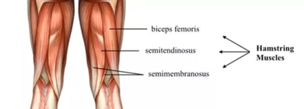 Hamstrings Structure