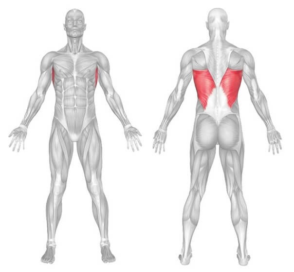 Lats Muscle Anatomy