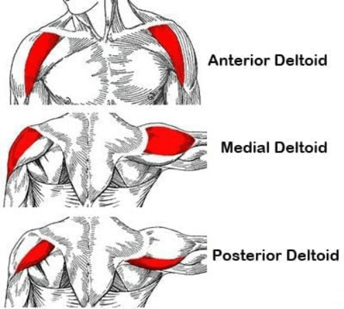 Shoulder Structure