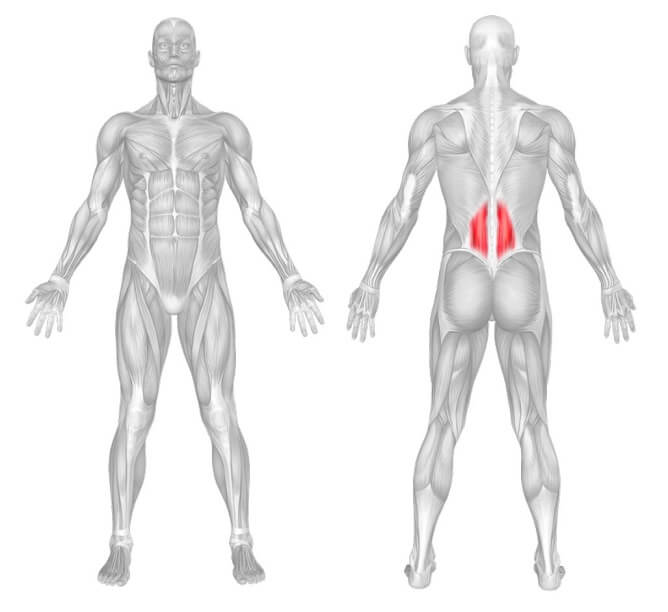 Spine Anatomy