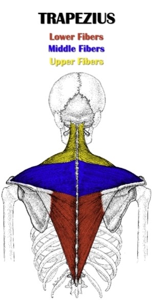 Traps Structure