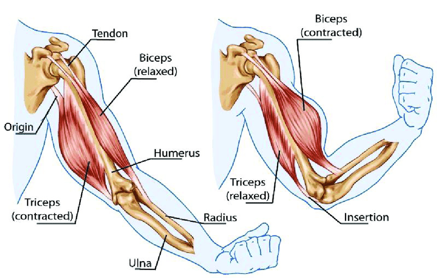 Triceps muscle Function