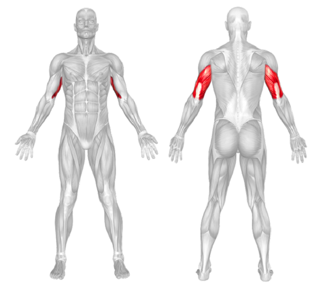 Triceps muscle anatomy