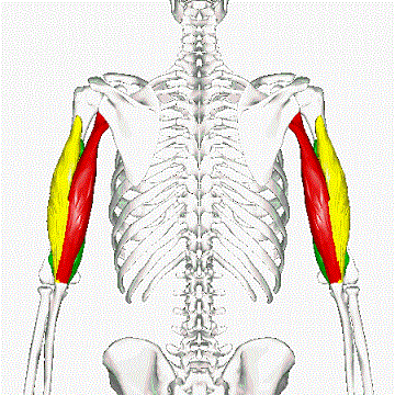 Triceps muscle animation wikipedia