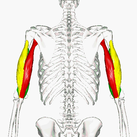 Triceps_muscle_animation_wikipedia