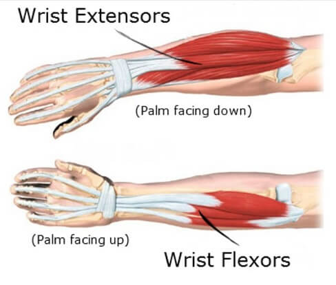 Wrist muscles extensors and flexor
