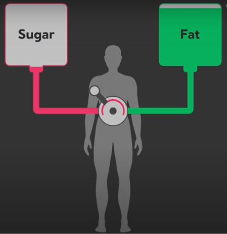 body fuel energy elementary depends on sugar and fat