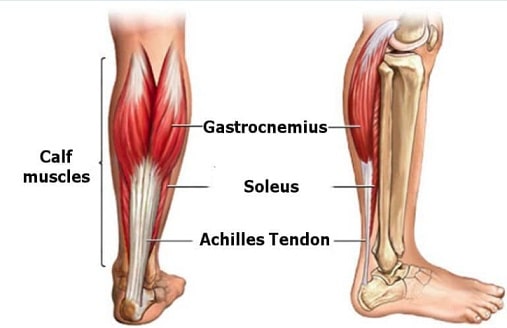calf leg muscle anatomy