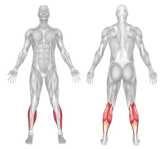 calves body muscle anatomy