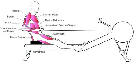 muscles worked when using rowing machine