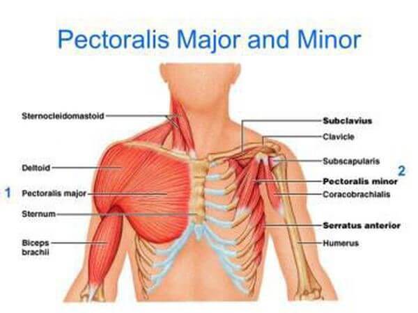 pectoralis major and minor anatomy