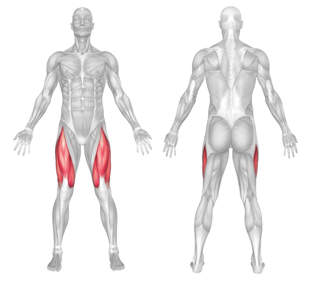 quads muscle anatomy